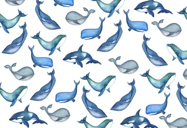 Whales, 2017