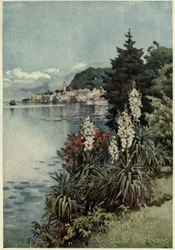 A Group of Yuccas, Villa Melzi, Lago di Como, Illustration from 