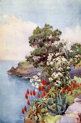 Aloes and Daisy Tree