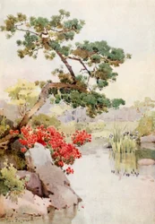 Azalea and Pine-tree