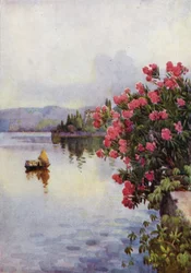 Oleanders