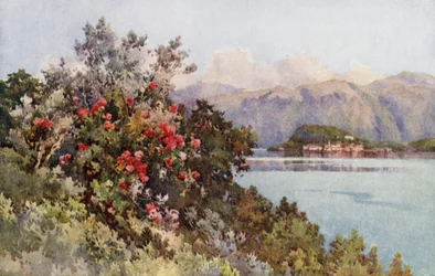 Roses, Villa Carlotta, Lake Como
