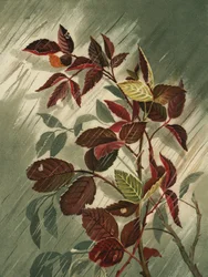 Autumn Leaves In the Rain