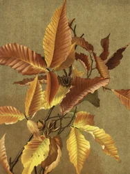 Autumn Leaves No. 3 Beech
