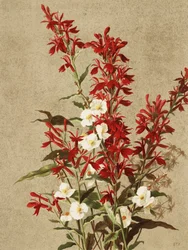 Cardinal Flowers