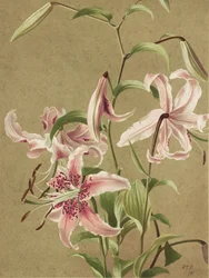 Japan Lily