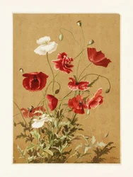 Poppies No. 3