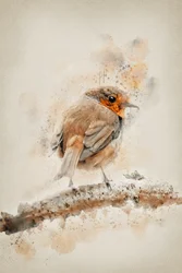Gentle Watercolor Robin