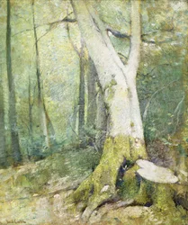 Interior Woodland