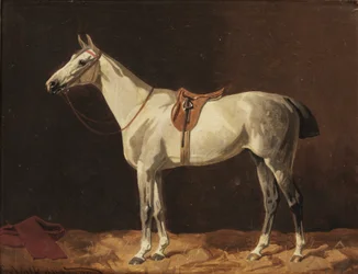 A Saddled Grey Horse Waiting in a Stable