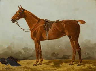 Saddled Fox