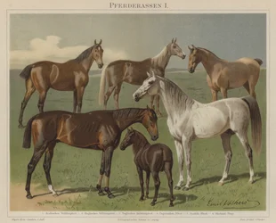 Horse Breeds