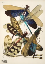 Plate 10 from Insectes, pub. 1930