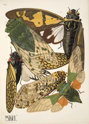 Plate 2 from Insectes, pub. 1930