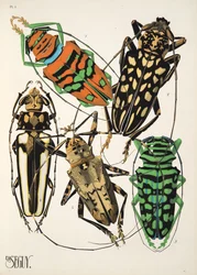 Plate 4 from Insectes, pub. 1930