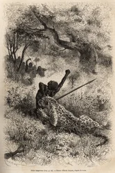 A leopard leaps on a man and bites him cruelly on his back, in the vicinity of Bambare (Congo), engraving after a drawing by Emile Bayard, illustrating David Livingstone
