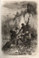 A sailor seized by a crocodile while collecting convolvulus. Engraving by Emile Bayard illustrating an expedition