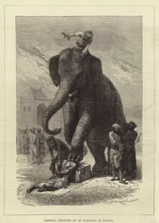 Criminal Executed by an Elephant at Baroda