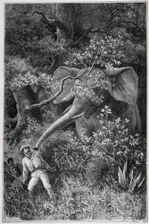 Livingstone surprised by an elephant, in "Le Tour du Monde"