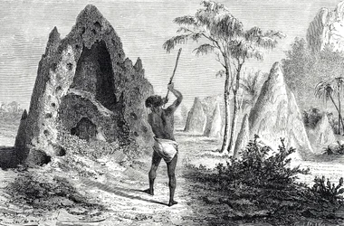 Nests of white ants, termites