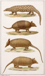 A Giant Anteater and Three Types of Armadillo