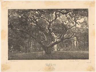 Forest in Bergen
