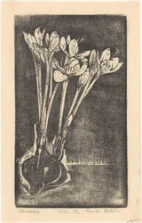 Autumn Crocus