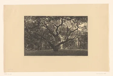 Old Tree