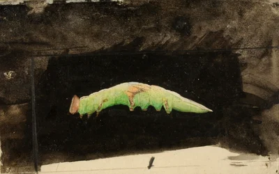 Larger Spotted Beach Leaf Edge Caterpillar