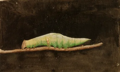 Larger Spotted Beach Leaf Edge Caterpillar