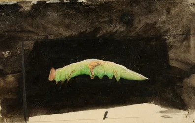Larger Spotted Beach Leaf Edge Caterpillar, study for book Concealing Coloration in the Animal Kingdom