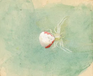 Porcelain-White Spider, late 19th-early 20th century