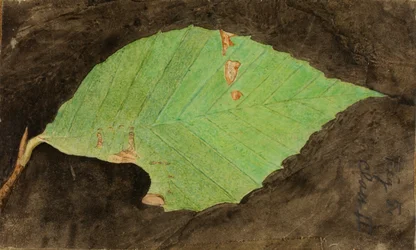 Smaller Spotted Beach Leaf Edge Caterpillar, late 19th-early 20th century