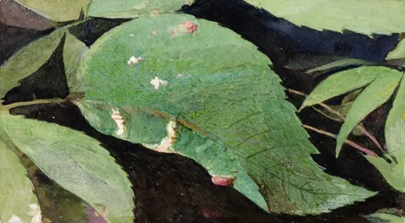 White Birch Leaf Edge Caterpillar