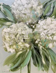 Fresh White Hydrangeas