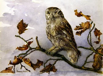 An Owl