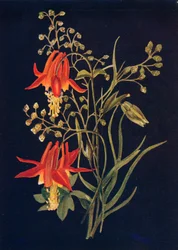 Columbine