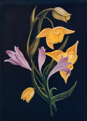 Diogenes Lantern & Harvest Brodiaea, c. 1915