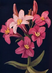 Ruby Lily