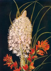 Squaw Grass and Scarlet Paint Brush