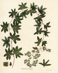 American climbing fern or Hartford fern