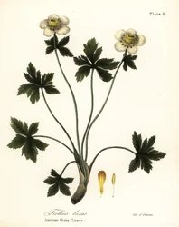 American Globe Flower or American Spreading Globeflower, Trollius laxus