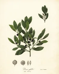Appalachian tea, dye-leaves, evergreen winterberry, gallberry and inkberry, Ilex glabra