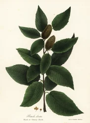 Black birch or cherry birch, Betula lenta