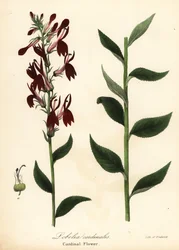Cardinal flower, Lobelia cardinalis