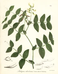 Cream pea or cream-colored vetchling, Lathyrus ochroleucus