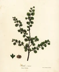 Dwarf birch, Betula nana