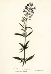 Helmet Flower, Helmet Skullcap or Entire-Leaved Scullcap, Scutellaria integrifolia