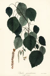 Large Aspen, Populus grandidentata