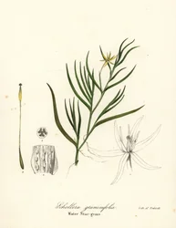 Mud plantain or water hyacinth, Heteranthera dubia (water star-grass, Schollera graminifolia)